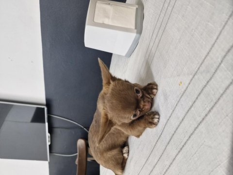 Chihuahua tatlı yavru köpeğimiz