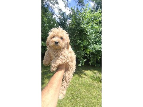 Maltipoo yavruları