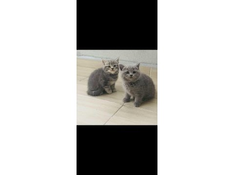 Kaymaklı lokum british longhair kedimiz