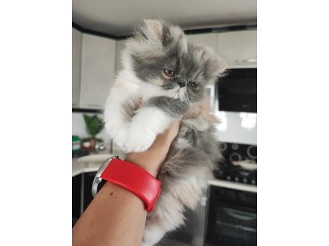 Dişi iran kedileri