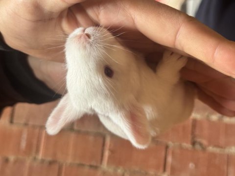 Yavru lop tavşan