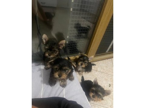 Sevimli uslu yorkshire safkan bebekler