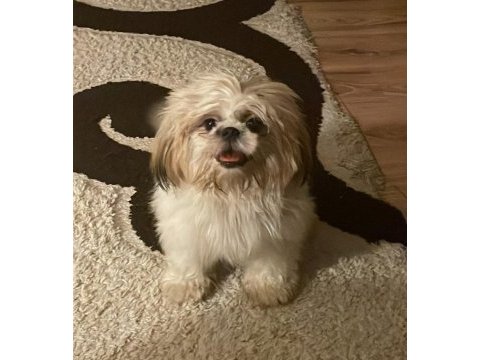 1 yaşında shih-tzu kızımız