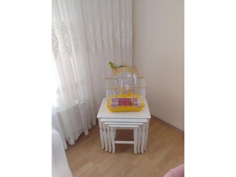 Şov jumbo muhabbet kuşu