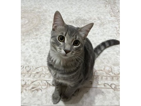 6 aylık tekir kedimiz gojo ya kalıcı yuva arıyoruz