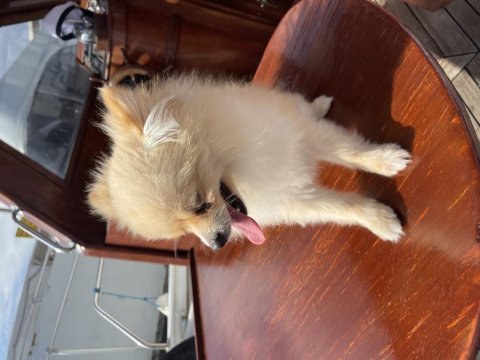 Pomeranian erkek