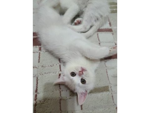 Oyun canavarı british shorthair sahiplendim diyeceksiniz