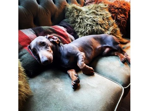 Blue dachshund (sosis köpek) yavrular