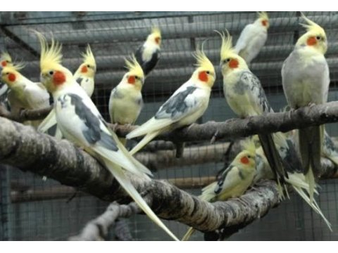 Yavru yetişkin sultan papağanları