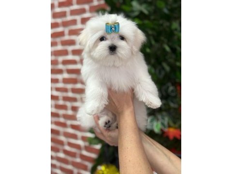 Kore kanı maltese