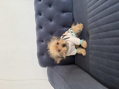 T cup yorkie terrier en küçük boy