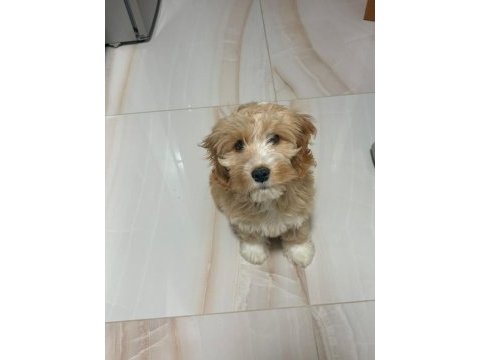 3 aylık erkek maltipoo