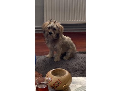 Güzel yorkshire terrier bebeğimi sahiplendirmek istiyorum