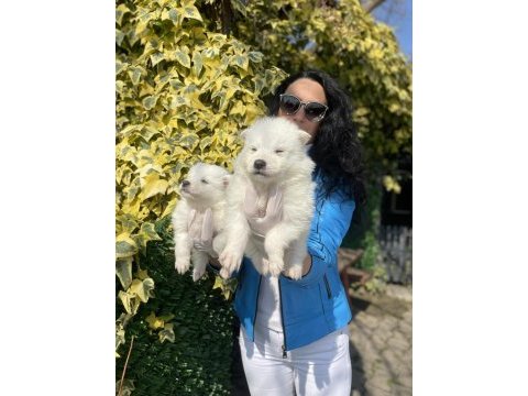 Samoyed yavrularım sağlık ve ırk garantilidir