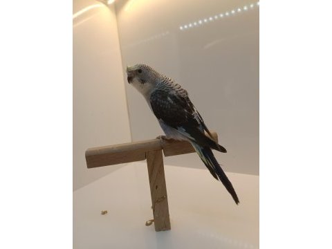 Yavru karakanat muhabbet kuşlar
