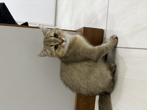 Dünyalar tatlısı erkek british shorthair