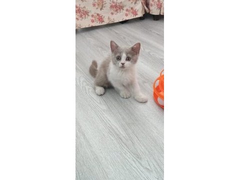 British bicolor güzel kızımız