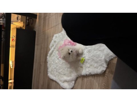 Pomeranian boo 6 aylık dişi