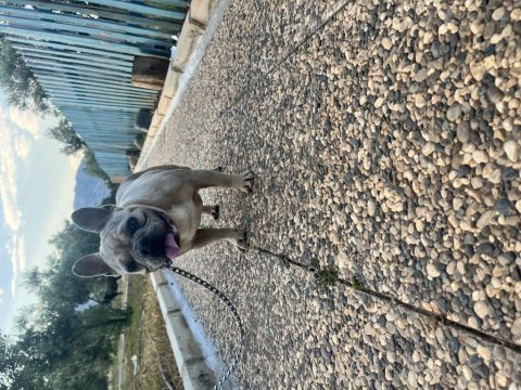 Renk renk yetişin french bulldog köpekler