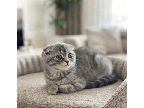 Silver tabby scottish fold dişi