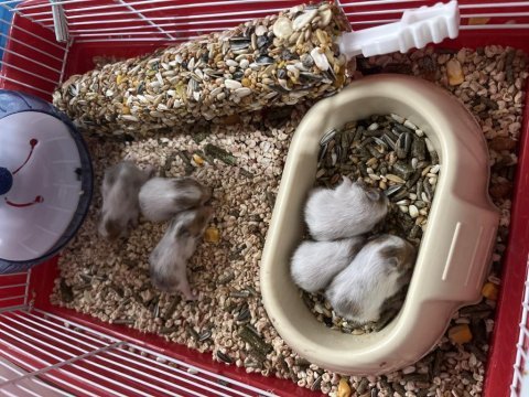Bebek suriye hamsterları