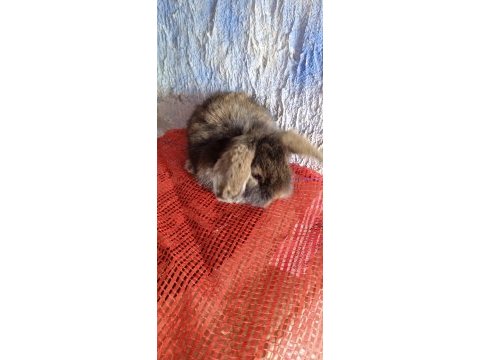 Teddy lop tavşanı yavrular sütten kesilmiş durumda
