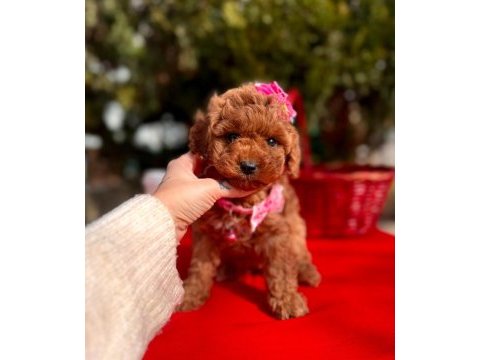 Safkan toy poodle bebekler