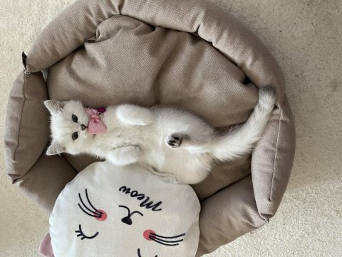 Kedimiz alice ailesini arıyor