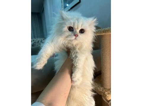 Blh ns1233 erkek british longhair yavrumuz