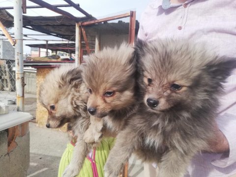 Pomeranian spitz