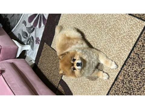 Pomeranian köpekler