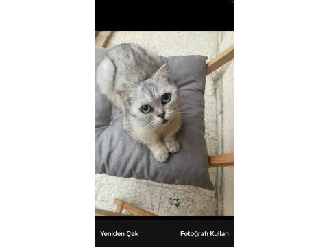 Ücretsiz sahiplendirilecek british shorthair