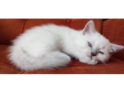 Son blue point british shorthair prensi