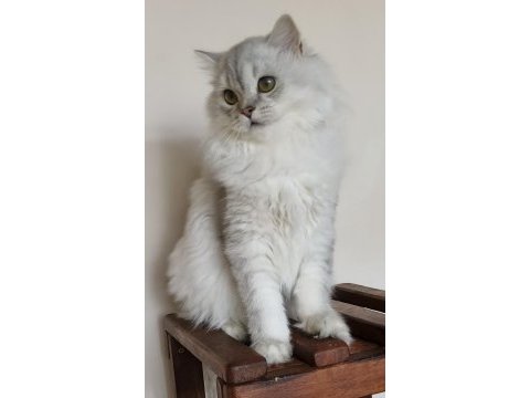 Scottish straight longhair ns 25 erkek