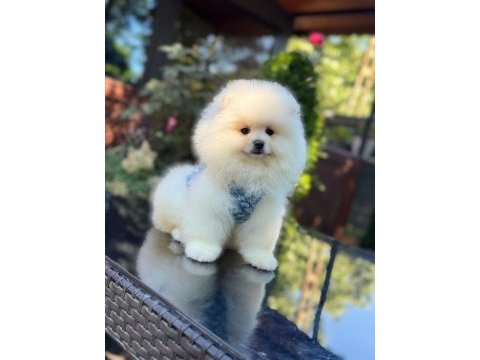 Ayıcık surat pomeranian