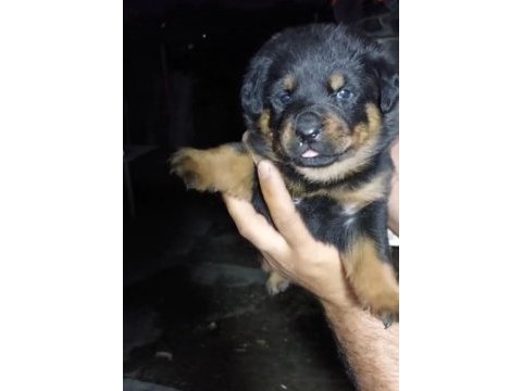 Macar koca kafa rottweiler yavrular