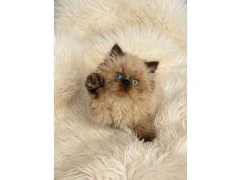 İran himalayan (odd eyes)