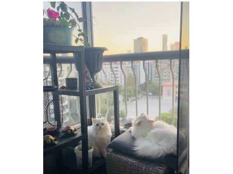 British longhair yavru kediler
