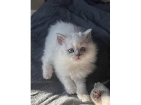Bluepoint scottish fold yavrular