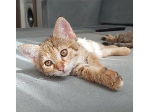 Fel12 kedimiz yuvasını arıyor