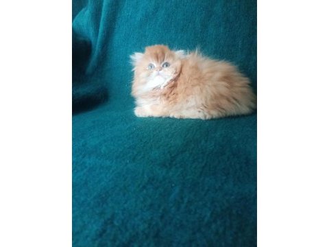Şecereli safkan erkek british longhair yavrumuz