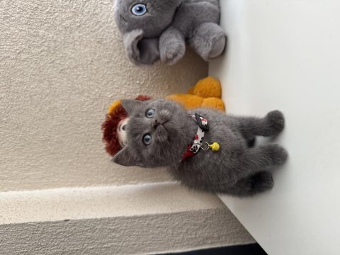 British shorthair gri yavru