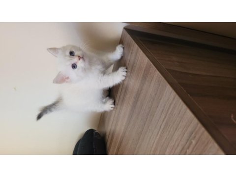 Saf kan british shorthair dişi yavru