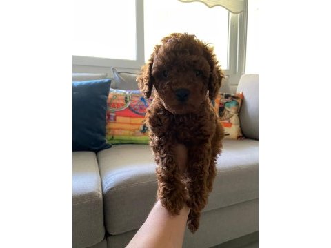 Toy poodle yavrularım orijinal