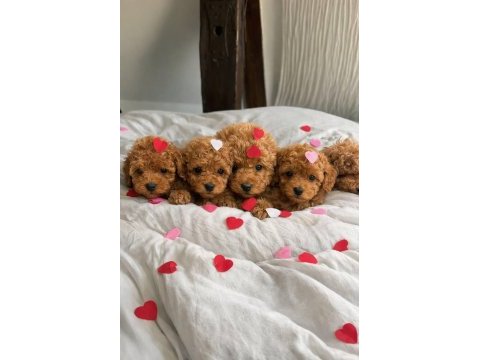 Kg garantili kore poodle
