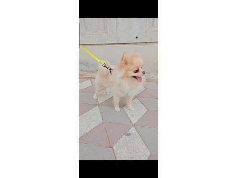 Pomeranian boo köpeği