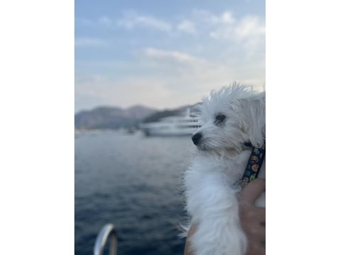Dünya tatlı oglum maltese