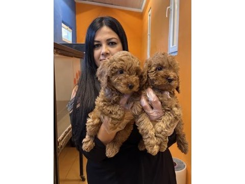 Sağlık ve ırk garantili toy poodle yavrularım
