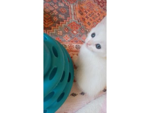 Anne van kedisi baba ingiliz kedisi 2 siyah 1 veya yavru