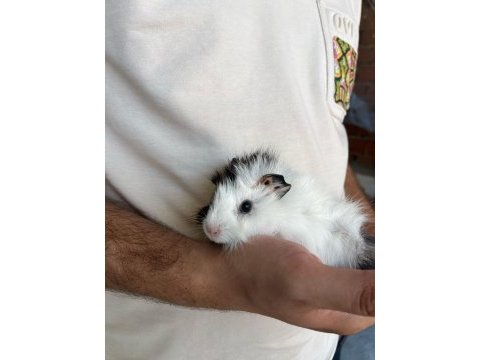 Guinea pig yavrularımızı sahiplendirme